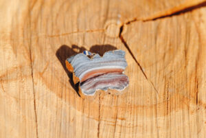 Chalcedon Rosette Papillon